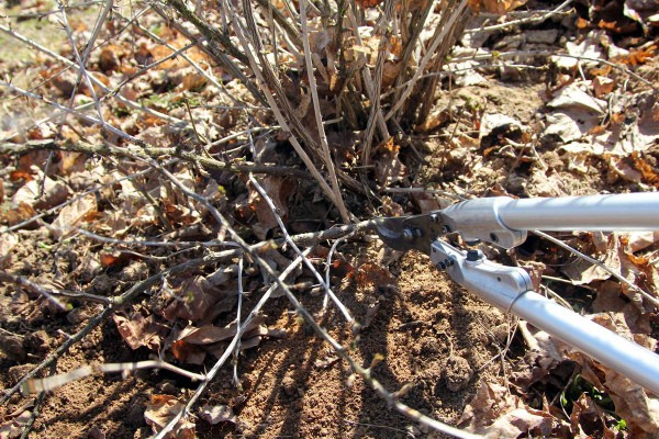 Planting gooseberries in the fall: pruning, care and preparation for winter