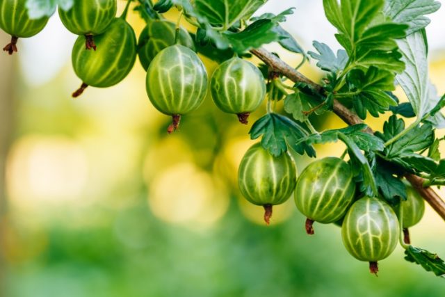 Planting gooseberries in the fall: when and how to plant