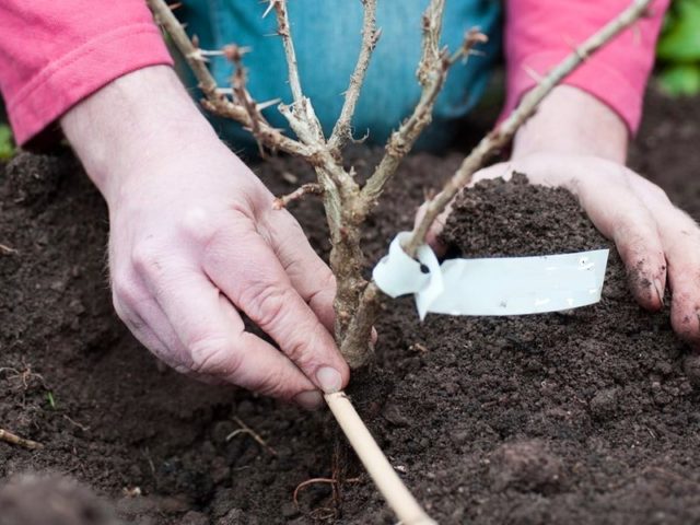 Planting gooseberries in the fall: when and how to plant