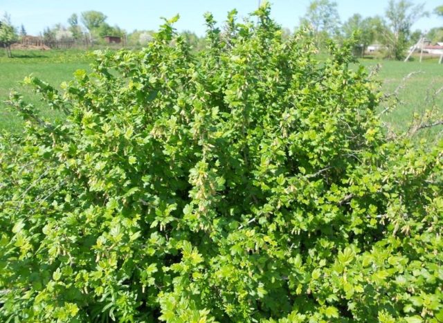 Planting gooseberries in the fall: when and how to plant