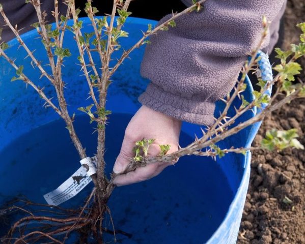 Planting gooseberries in the fall: when and how to plant