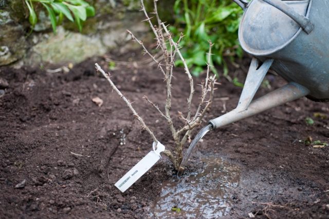 Planting gooseberries in the fall: when and how to plant