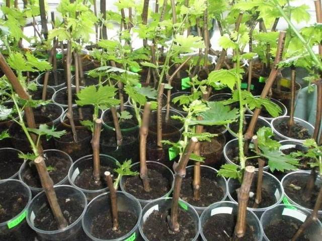 Planting grapes in autumn