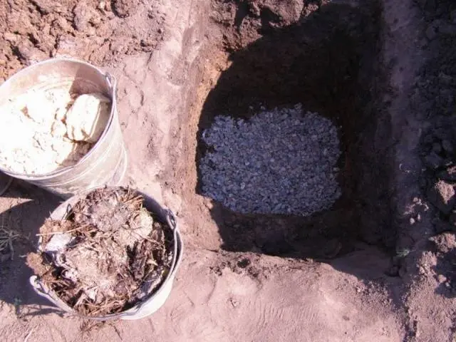 Planting grapes in autumn