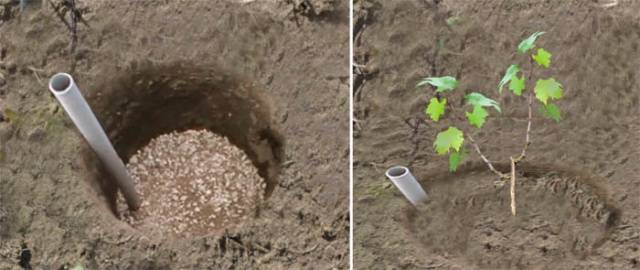 Planting grapes in autumn