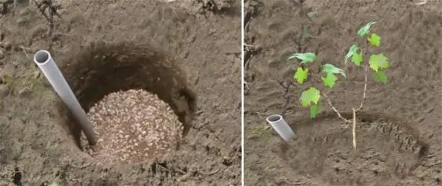 Planting grapes in autumn