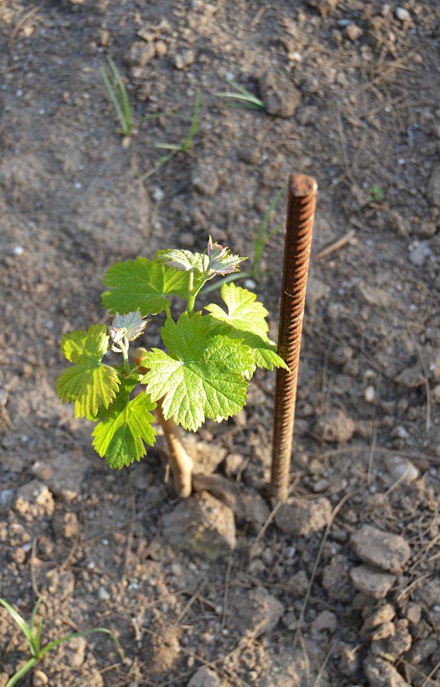 Planting grapes in autumn