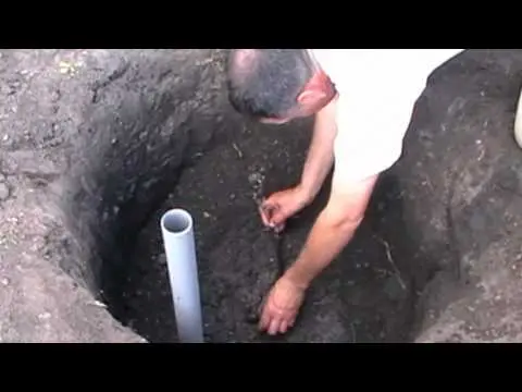 Planting grapes in autumn