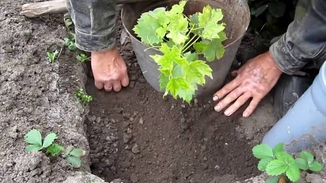 Planting grapes in autumn