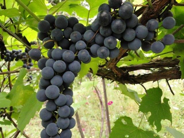 Planting grapes in autumn