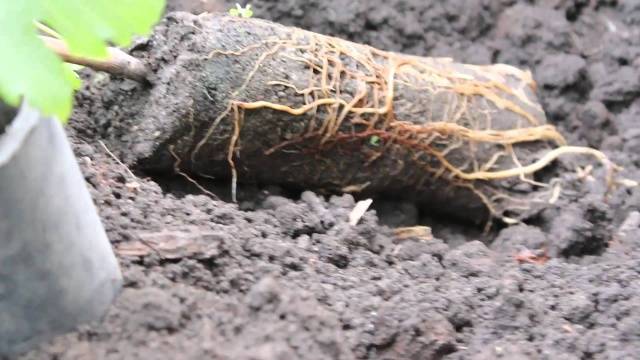 Planting grapes in autumn