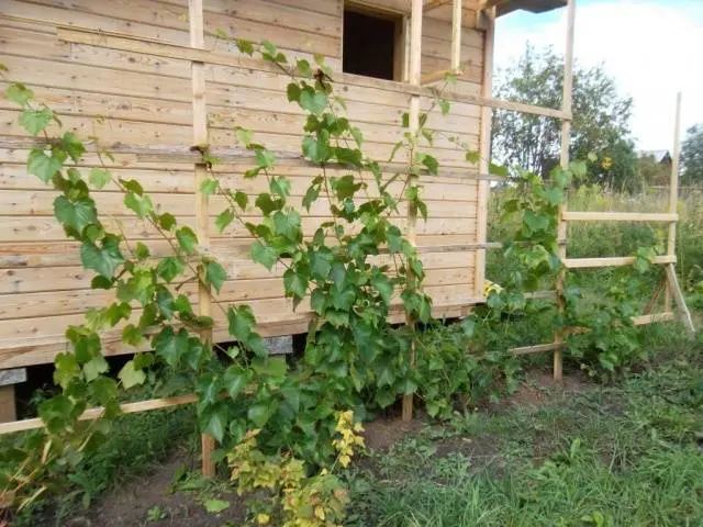 Planting grapes in autumn