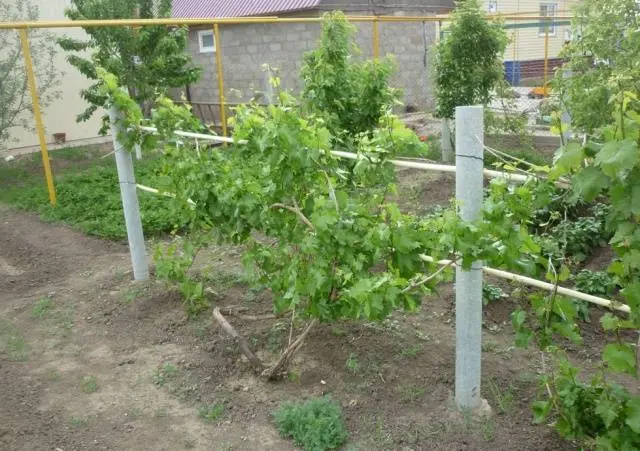 Planting grapes in autumn