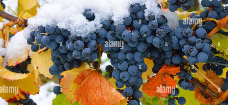 Planting grapes in autumn