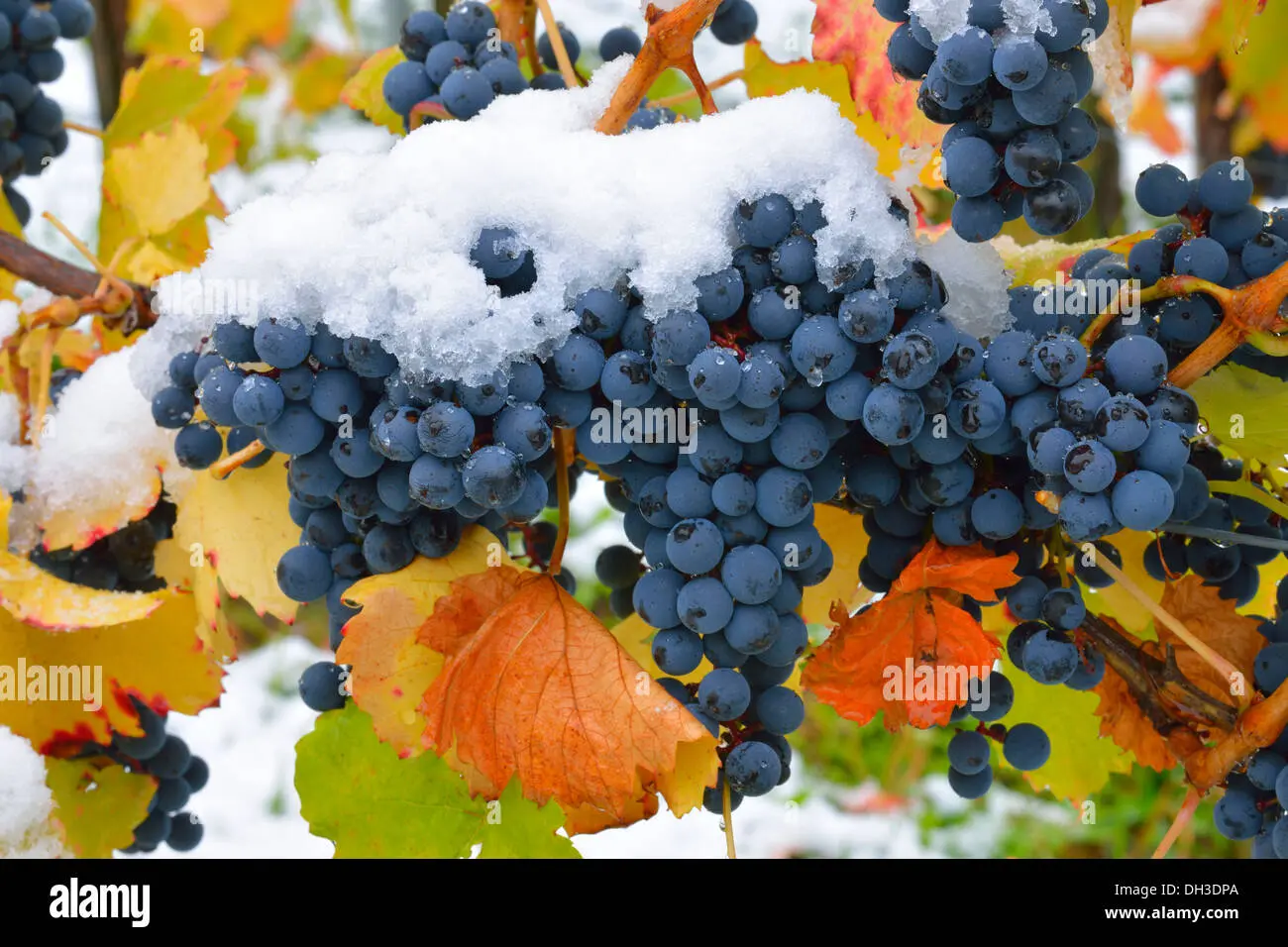 Planting grapes in autumn