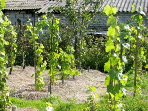 Planting grapes in the spring with cuttings - video