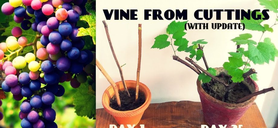 Planting grapes in the spring with cuttings &#8211; video