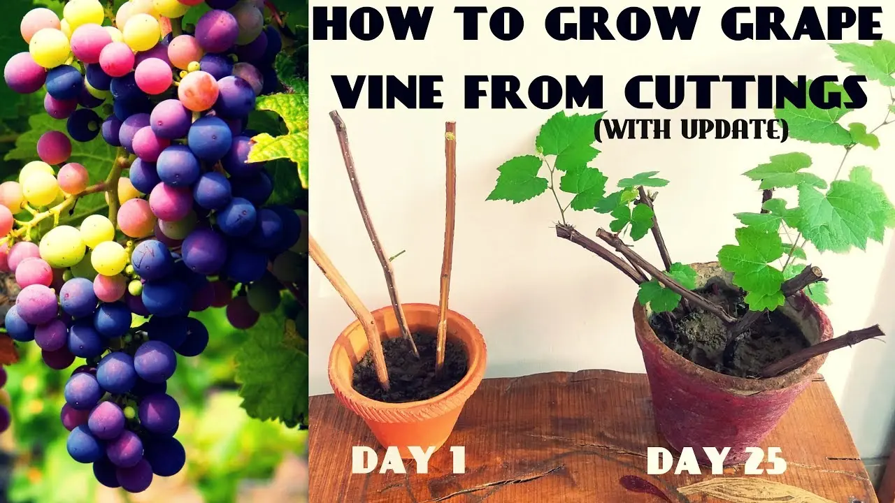 Planting grapes in the spring with cuttings &#8211; video