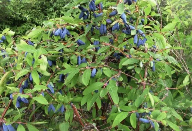 Planting Honeysuckle in the Fall: A Step by Step Guide