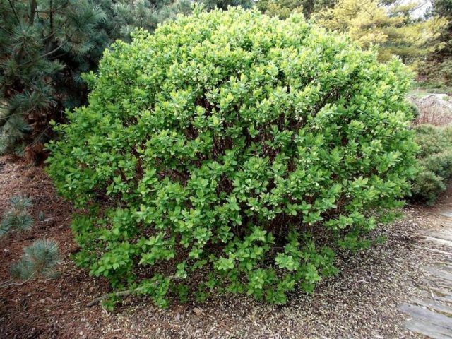 Planting Honeysuckle in the Fall: A Step by Step Guide