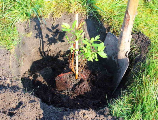 Planting Honeysuckle in the Fall: A Step by Step Guide