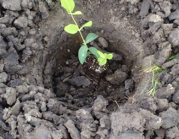 Planting Honeysuckle in the Fall: A Step by Step Guide