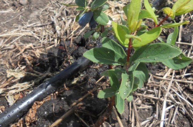 Planting Honeysuckle in the Fall: A Step by Step Guide