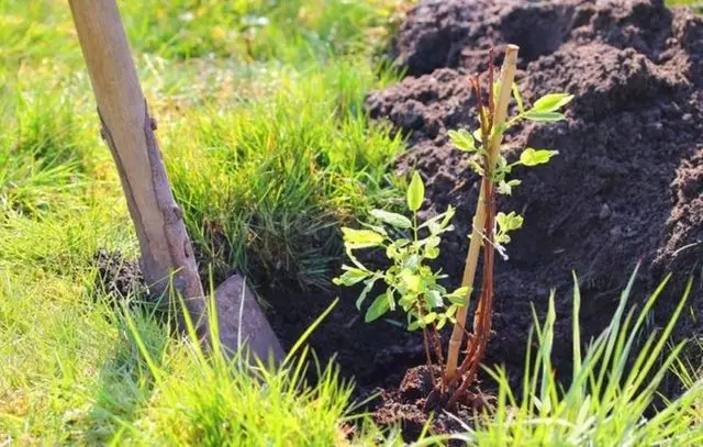 Planting Honeysuckle in the Fall: A Step by Step Guide