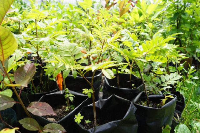 Planting honeysuckle in the spring with seedlings: step by step instructions