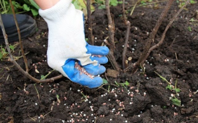 Planting honeysuckle in the spring with seedlings: step by step instructions