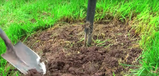 Planting honeysuckle in the spring with seedlings: step by step instructions