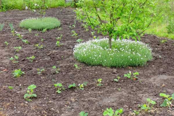 Planting honeysuckle in the spring with seedlings: step by step instructions