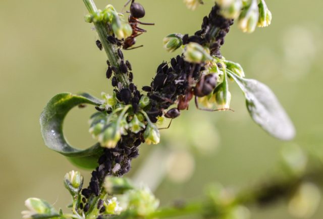 Planting honeysuckle in the spring with seedlings: step by step instructions