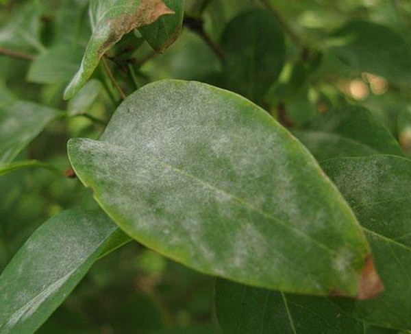 Planting honeysuckle in the spring with seedlings: step by step instructions