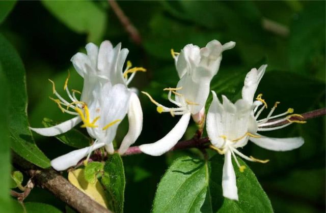 Planting honeysuckle in the spring with seedlings: step by step instructions