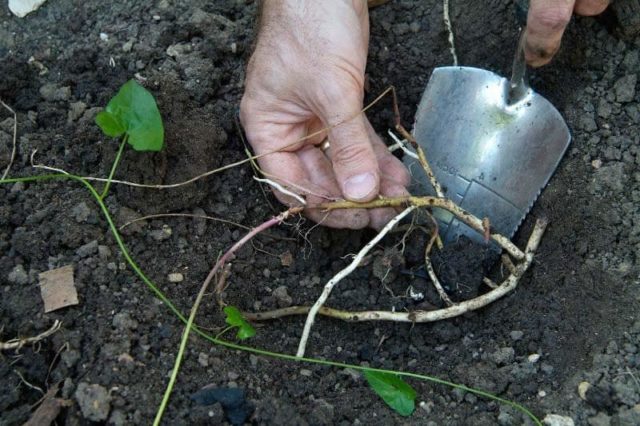 Planting honeysuckle in the spring with seedlings: step by step instructions