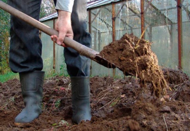 Planting honeysuckle in the spring with seedlings: step by step instructions