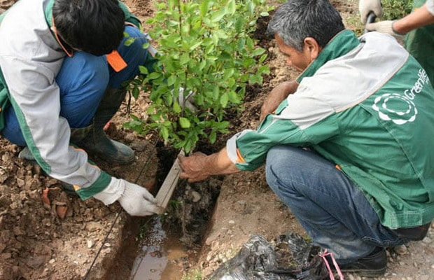 Planting honeysuckle in the spring with seedlings: step by step instructions