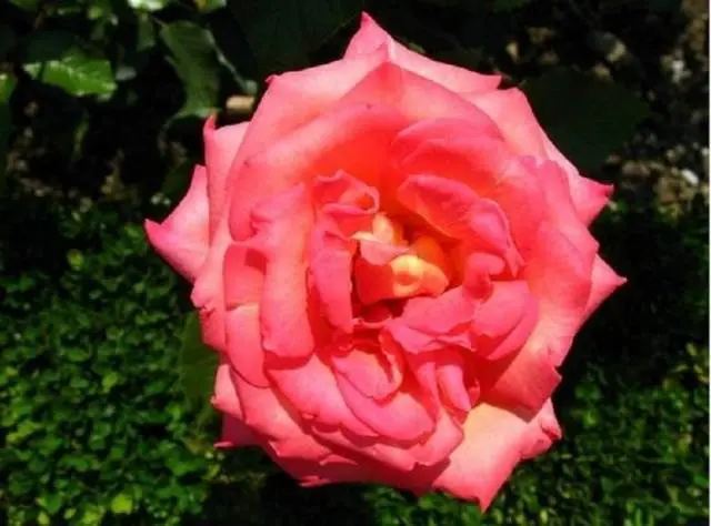 Planting hybrid tea roses in spring 