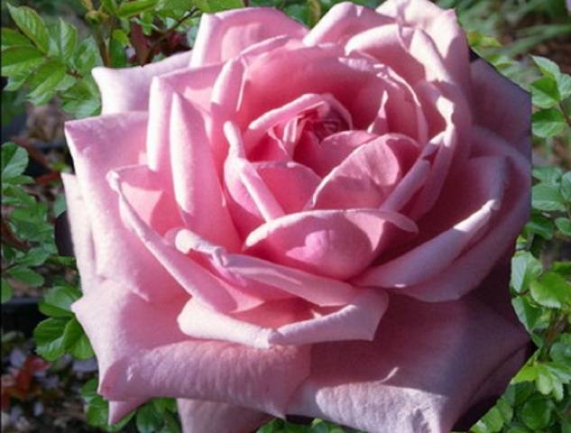 Planting hybrid tea roses in spring 