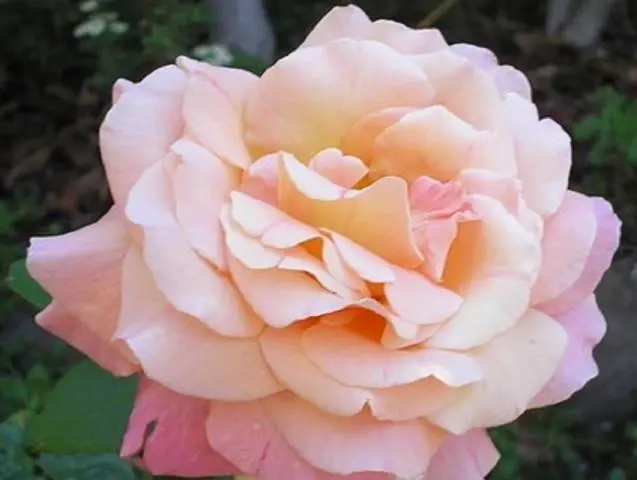 Planting hybrid tea roses in spring 