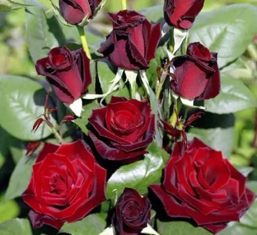 Planting hybrid tea roses in spring 