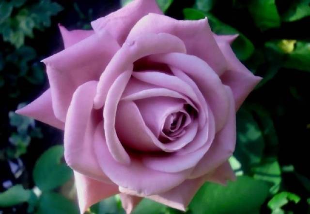 Planting hybrid tea roses in spring 