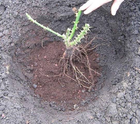 Planting hybrid tea roses in spring 