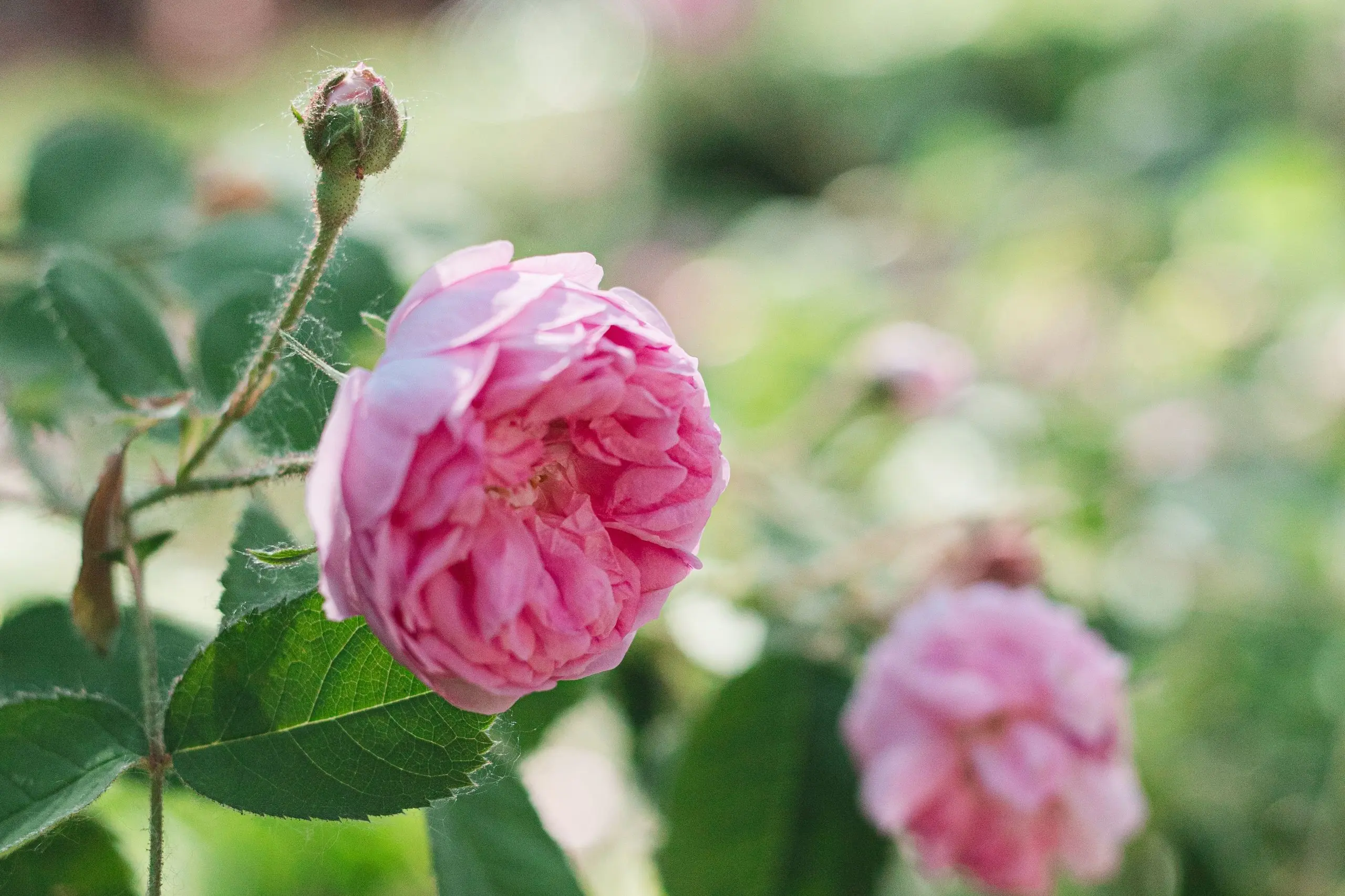 Planting hybrid tea roses in spring 