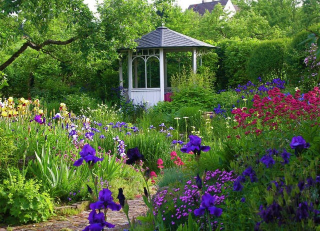 Planting irises in the ground in summer