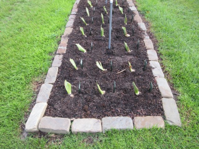 Planting irises in the ground in summer