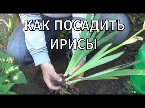 Planting irises in the ground in summer