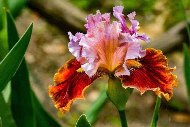 Planting irises in the ground in summer