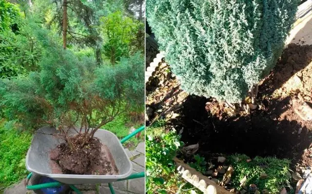 Planting juniper in the spring, how to care in the country